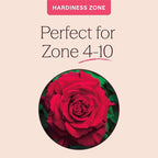 Heirloom Climbing Roses, Live Own Root Plant for Outdoor Garden, Lady in Red™, Lightly Fragrant, Hardiness Zones 4-10, Repeat Blooming