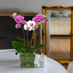 W&W Orchid Pot with Holes and Saucer for Repotting, Seagreen, 5.5"