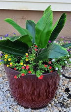 Fake Bird of Paradise Plant Artificial Banana Tree 30 Inch 2 Pack, Tropical Monstera Plants Big Leaves Faux Palm Leaf Greenery Shrubs Indoor Outdoor Home Garden Office Farmhouse Verandah Wedding Decor