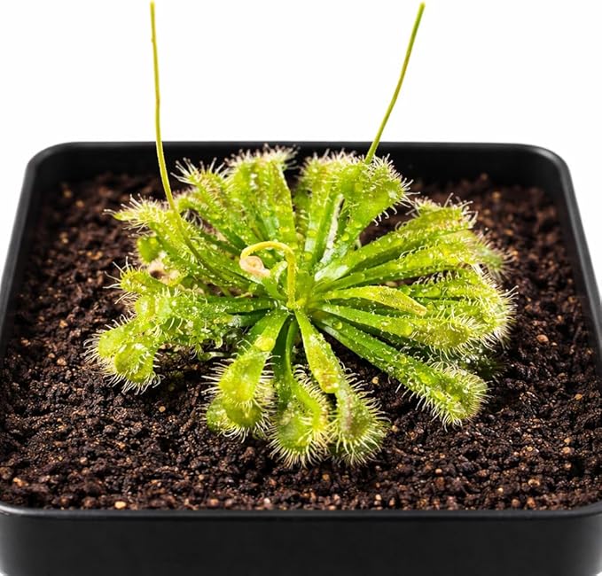 Live Spoon-leaved Sundew Plant. Adult Size, Drosera Spatulata, Carnivorous Plant, 30 Days Guarantee