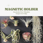15-Pack Magnetic Air Plant Holders, Breathable Wire Tillandsia Hangers for Fridge & Metal Wall, Modern Miniature Plant Display Rings for DIY Fairy Gardens and Home Decor (2.2 Inch)