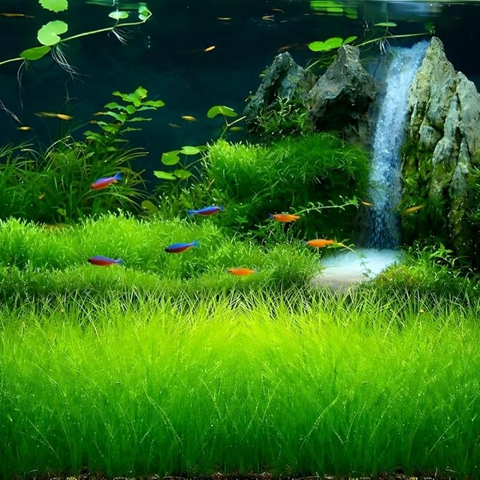 Premium Aquarium Plant Seeds for Planting – 8,000+ Live Mixed Seeds, 4 Varieties – Easy-to-Grow Aquatic Greenery for Lush, Vibrant Fish Tanks