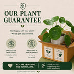 Chinese Money Plant - Pilea Peperomioides Plant Live - Air Purifying Plants Live Houseplants - Low Maintenance Coin Plant - Feng Shui Indoor House Plant for Good Luck