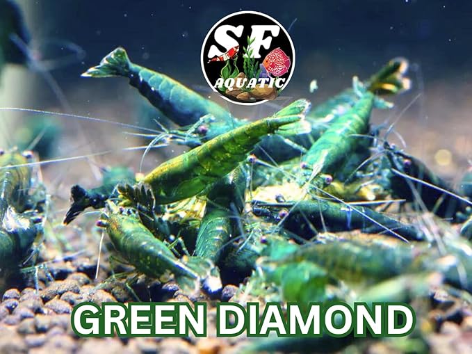 SF Aquatic™ 10 Green Diamond High Grade Neocaridina Live Freshwater Aquarium Shrimps Fully Mature Breeding Age. Live Arrival Guarantee.