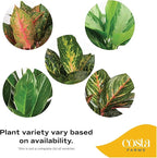 Costa Farms Aglaonema, Chinese Evergreen, Live Indoor Plant, Potted in Grower's Pot, 30-Inches Tall