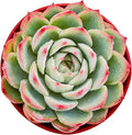 Sprout N Green Echeveria 'Silhouette', Mini Live Succulent Fully Rooted in 4 inch Starter Pot with Soil Mix, House Plant for Indoor Outdoor Home Office Wedding Decoration Party Favor