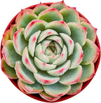 Sprout N Green Echeveria 'Silhouette', Mini Live Succulent Fully Rooted in 4 inch Starter Pot with Soil Mix, House Plant for Indoor Outdoor Home Office Wedding Decoration Party Favor