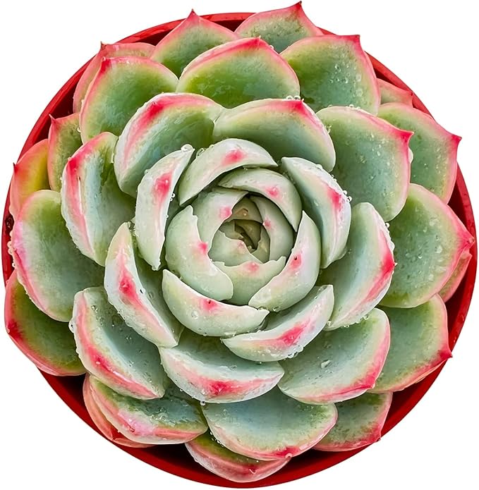 Sprout N Green Echeveria 'Silhouette', Mini Live Succulent Fully Rooted in 4 inch Starter Pot with Soil Mix, House Plant for Indoor Outdoor Home Office Wedding Decoration Party Favor