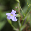 Monkey Flower, a Great Live Pond Plant for Your Water Garden. Filters koi and Goldfish Ponds. Good for Bogs, Plant Shelf or Shallow Water This marginal Aquatic is a Real Beauty