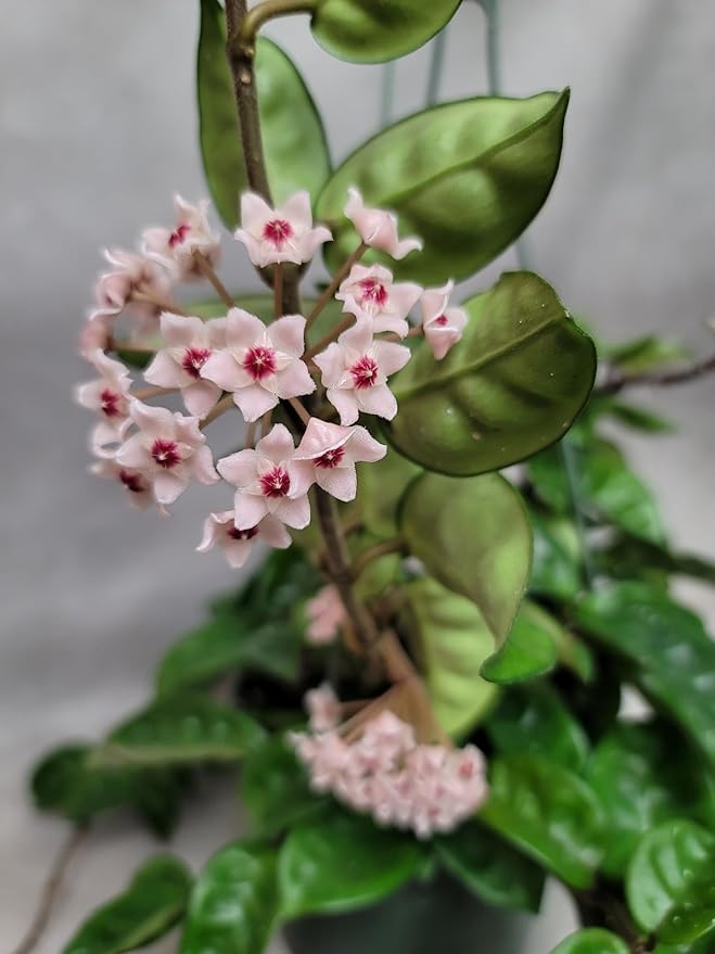 Hoya Krinkle 8 Live Hoya Plant Pink Flowers with Chocolate Smells Available in 2", 4", and 6" Pot (4" Pot)