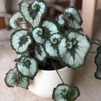 Trailing Begonia Plant Live, Rare Begonias Live Plant, 4-8 Inc Starter Indoor Outdoor Houseplant (Green Cream Begonia)