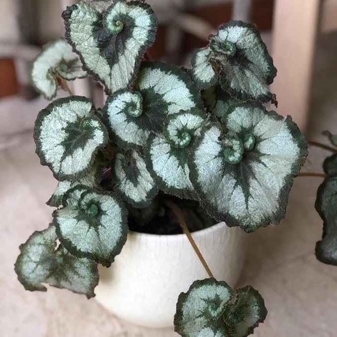 Trailing Begonia Plant Live, Rare Begonias Live Plant, 4-8 Inc Starter Indoor Outdoor Houseplant (Green Cream Begonia)