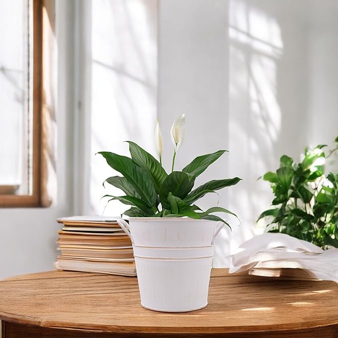 Hosley Set of 3 Whitewash Metal Bucket with PVC Liner, 5-Inch Height Plant Pot, Ideal for Floral Arrangements, Wedding, Home Office, Party, Garden Patio, DIY Indoor, Outdoor Garden.
