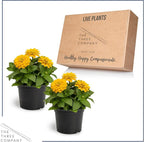 Live Zinnia 2-Pack – Yellow, Flowering Annual, Beautiful Spring and Summer Blooms, 10" Tall by 5" Wide in 1 Qt Pot