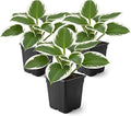 Live Perennial Hosta - Patriot (3 Plants Per Pack) Beautiful Accent Plant, 10" Tall by 4" Wide in 1 Qt Pot