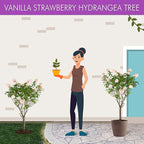 Brighter Blooms - Vanilla Strawberry Hydrangea Tree, 2-3 Feet - Indoor/Outdoor Flowering Plant - No Shipping to AZ