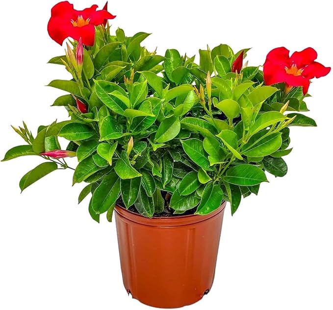 Dipladenia Bush - Flowering Plant - Coral Flowers - Overall Height 22" to 26" - Tropical Plants of Florida (Plant Only)