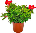 Dipladenia Bush - Flowering Plant - Coral Flowers - Overall Height 22" to 26" - Tropical Plants of Florida (Plant Only)