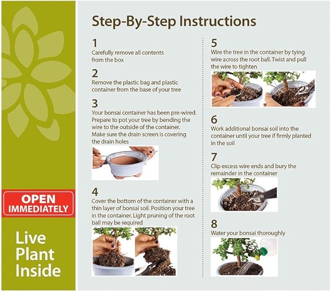Brussel's Bonsai - Live Dwarf Jade Bonsai Tree Starter Kit with Ceramic Bonsai Pot & Bonsai Soil, Indoor Bonsai Plant Kit, Easy Care Houseplant for Beginners (Green)