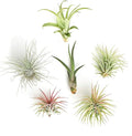Shop Succulents | Assorted Collection | Variety of Species, Tropical House Plant for Home Décor, DIY Terrariums, 6-Pack