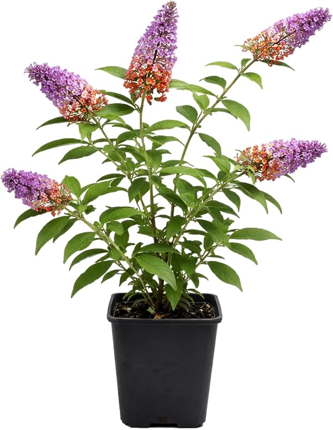 Easy to Grow Buddleia Butterfly Bush Bicolor 1 Plant - Potted Perennial Flower in a Quart Pot, Summer Fragrant Bicolor Orange & Purple Blooms in Sun