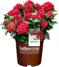 2 Gallon Southern Living Plant Collection Hydrangea Heart Throb Shrub