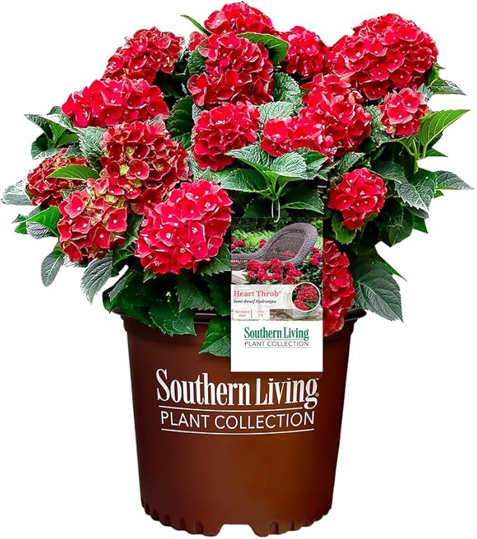 2 Gallon Southern Living Plant Collection Hydrangea Heart Throb Shrub