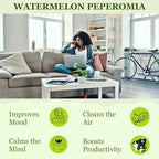 Watermelon Peperomia Plant Live Heart Shaped Succulents - Pet Friendly Plants Live Fully Rooted Houseplant for Home Office Wedding Decorations - Birthday & Mother's Day Gift(Heat Pack Included)