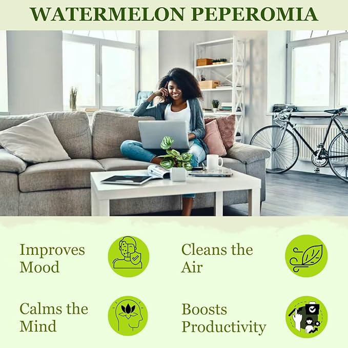 Watermelon Peperomia Plant Live Heart Shaped Succulents - Pet Friendly Plants Live Fully Rooted Houseplant for Home Office Wedding Decorations - Birthday & Mother's Day Gift(Heat Pack Included)