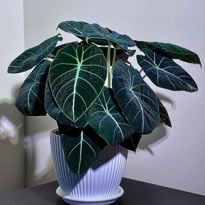 2 Black Velvet Alocasia Plants Live Houseplant for Indoor Outdoor Growing, 4 to 8 Inches Tall, Rare and Hardy