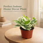 Live Plant Pothos N'Joy 4” – Easy-Care Variegated Houseplant for Low Light – Air-Purifying Indoor Plant (Heat Pack Included)