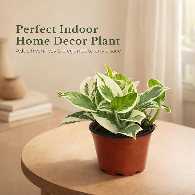 Live Plant Pothos N'Joy 4” – Easy-Care Variegated Houseplant for Low Light – Air-Purifying Indoor Plant (Heat Pack Included)