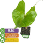 Stingray Elephant Ear Live Plant - Alocasia stringray by Wellspring Gardens - Alocasia - Unique Foliage - Versatile Plant - Tropical Plant