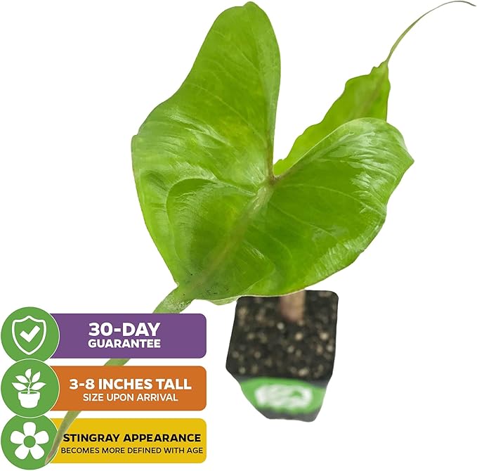Stingray Elephant Ear Live Plant - Alocasia stringray by Wellspring Gardens - Alocasia - Unique Foliage - Versatile Plant - Tropical Plant