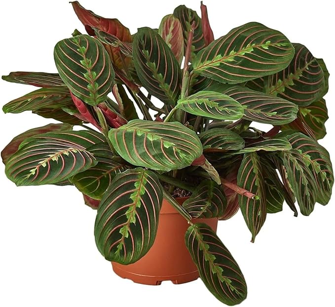 Maranta Red Prayer (6 inch) - Pet-Friendly Houseplants - Attractive Indoor Plants, Easy to Grow, Pet Safe Plants for Cats & Dogs, Ideal for Home Decor, Office & Gift