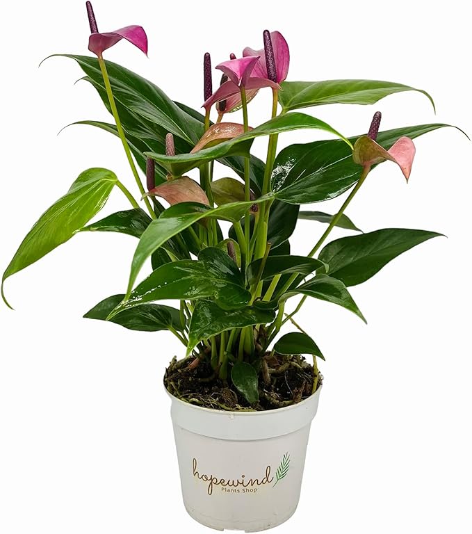 Anthurium (12"-14" Tall) Unique and Gorgeous Live Indoor Plant, Easy Care and Easy to Grow, Bloom Plant, 4 inch Pot (Zizou Purple)