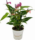 Anthurium (12"-14" Tall) Unique and Gorgeous Live Indoor Plant, Easy Care and Easy to Grow, Bloom Plant, 4 inch Pot (Zizou Purple)