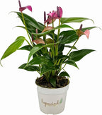Anthurium (12"-14" Tall) Unique and Gorgeous Live Indoor Plant, Easy Care and Easy to Grow, Bloom Plant, 4 inch Pot (Zizou Purple)