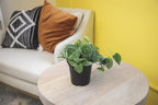 Altman Plants, Live Pothos Plants (4PK) Indoor Plants Live Houseplants, Pothos Live Plant House Plants Indoors Live Plants, Money Plant Indoor Pothos Plant Decor, Devils Ivy Trailing Plants Live