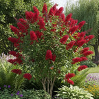 Red Butterfly Bush Live Shrub Plant Shrub, Buddleia Bush Well Rooted, 5 to 10 Inc Tall