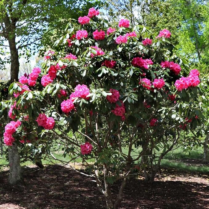 Brighter Blooms - Red Rhododendron Shrub, 1 Gallon - No Shipping to AK, AZ, HI