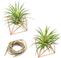 Hanging Air Plants Holders, 2Pcs Metal Air Plant Hangers for S-M Sized Air Plants, Himmeli Geometric Planter to Add a Sense of Style and Relaxation for Home Office Wedding (PinkGlod, 2pcs)
