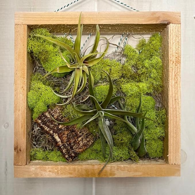 Pack 12 Mixed Ionantha Air Plants, Live Tillandsia, Bulk Airplants, Easy Care Houseplants for Indoor and Outdoor Planting