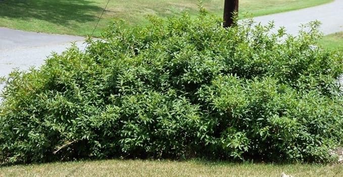 Lynwood Gold Forsythia Bush - Yellow Flowering Shrub - Live Plant Shipped 1 to 2 Feet Tall by DAS Farms