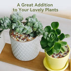 Pulovin 2.5 lbs Pebbles for Indoor Plants, Succulent Rocks, 3/8" Polished Pebbles for Bamboo, Vase, Terrarium, Natural Decorative Small River Rocks for Crafts, Cactus, Outdoor Garden Landscaping