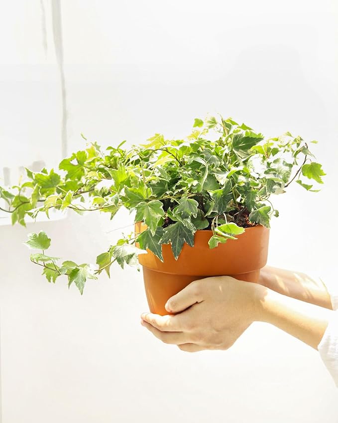 Golden English Ivy (6 inch) - Air-Purifying Houseplants - 4/6 inch Unique Live Decorative Houseplants - Low-Maintenance Indoor Plants, House Warming Gift, Natural Air Purifier