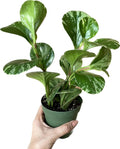Live Rubber Plant - Peperomia Marble - Peperomia Obtusifolia Marble Variegated - Available in 3", 4", and 6" Pots - CA Seller - Ideal Gift for Home, Office - Peperomia Live Plant (4" Pot)