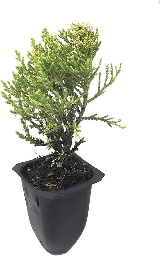 Sea Green Juniper - 3 Live Plants - Juniperus Chinensis - Hardy Evergreen Privacy Screen