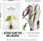 Rare Alocasia Polly Mint Variegated Tissue Culture Starter Plant, Live Plants for houseplant Collectors, Indoor Plants to Grow
