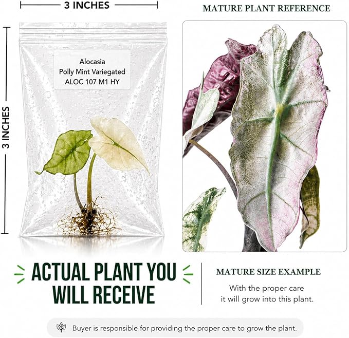 Rare Alocasia Polly Mint Variegated Tissue Culture Starter Plant, Live Plants for houseplant Collectors, Indoor Plants to Grow